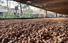 FINCA CHELÍN-Proceso de triple fermentación para MANIFESTO