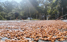 FINCA CHELÍN-Proceso de triple fermentación para MANIFESTO