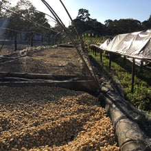 MANIFESTO: CAFETALERA SAN FELIPE - CATIMOR