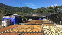 CARACOLILLO - FINCA CHELIN
